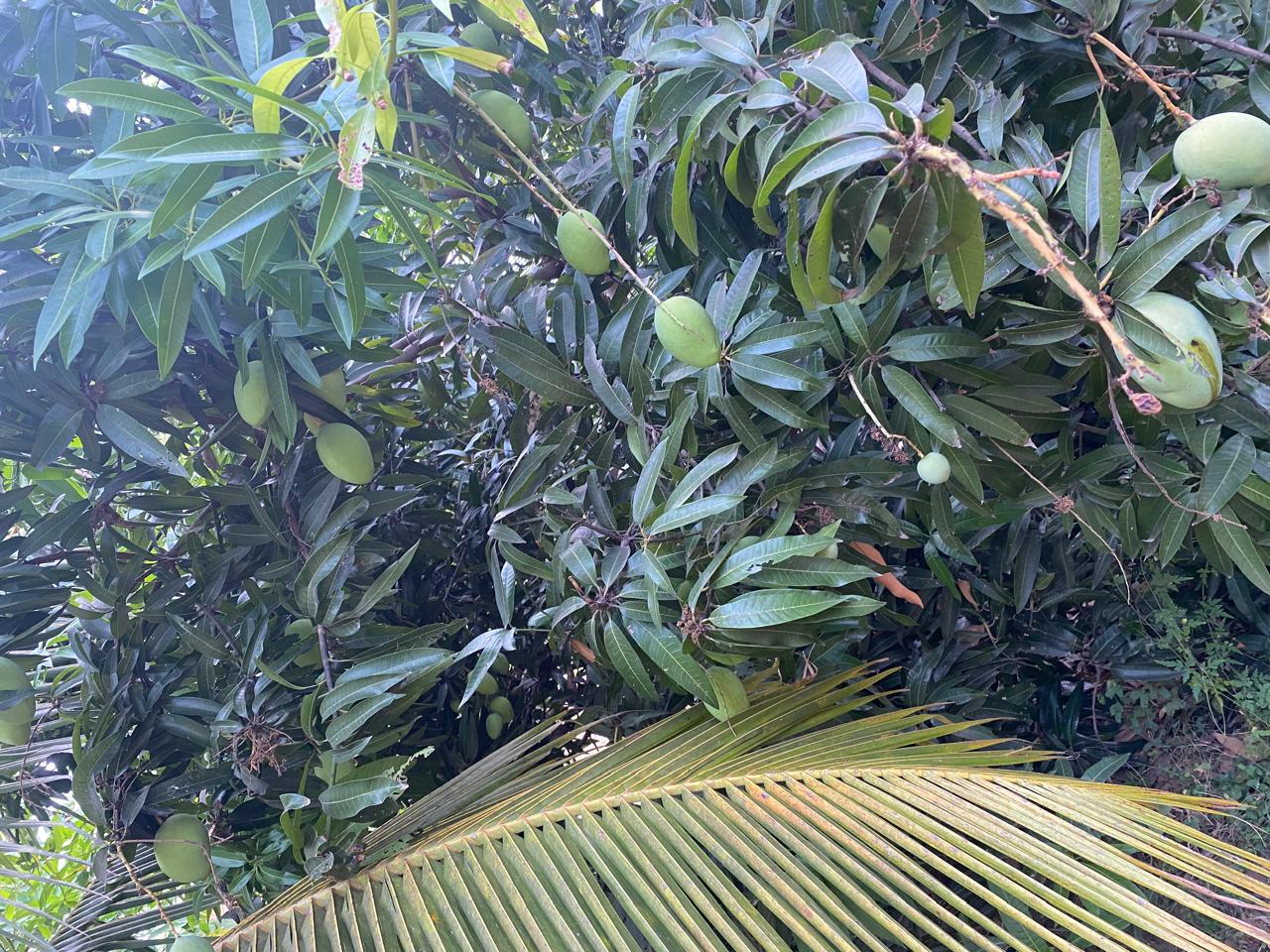 Mango season